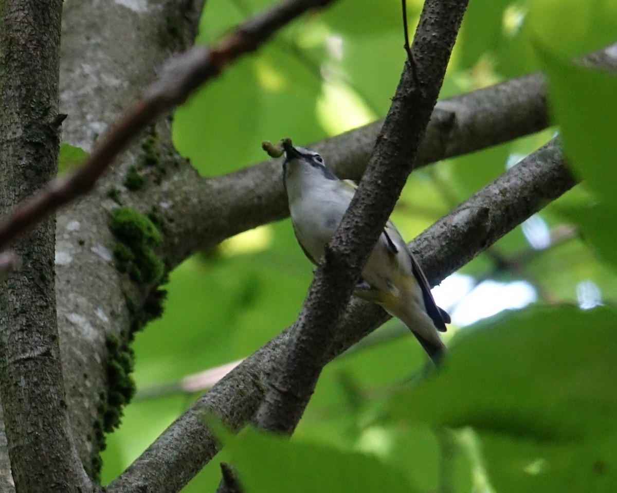 Blue-headed Vireo - ML591160191