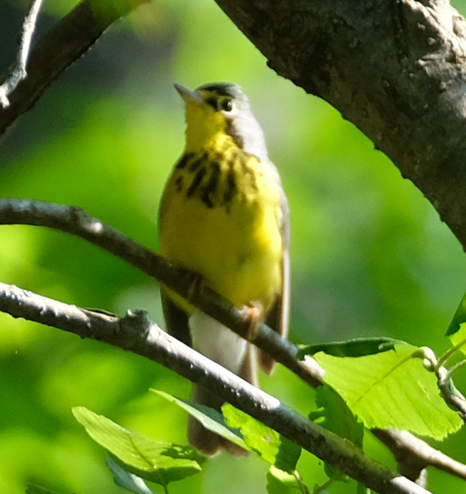 Canada Warbler - ML591161091