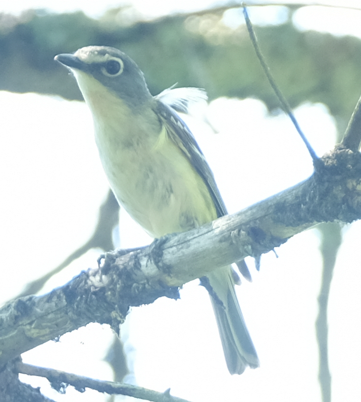Blue-headed Vireo - ML591161241