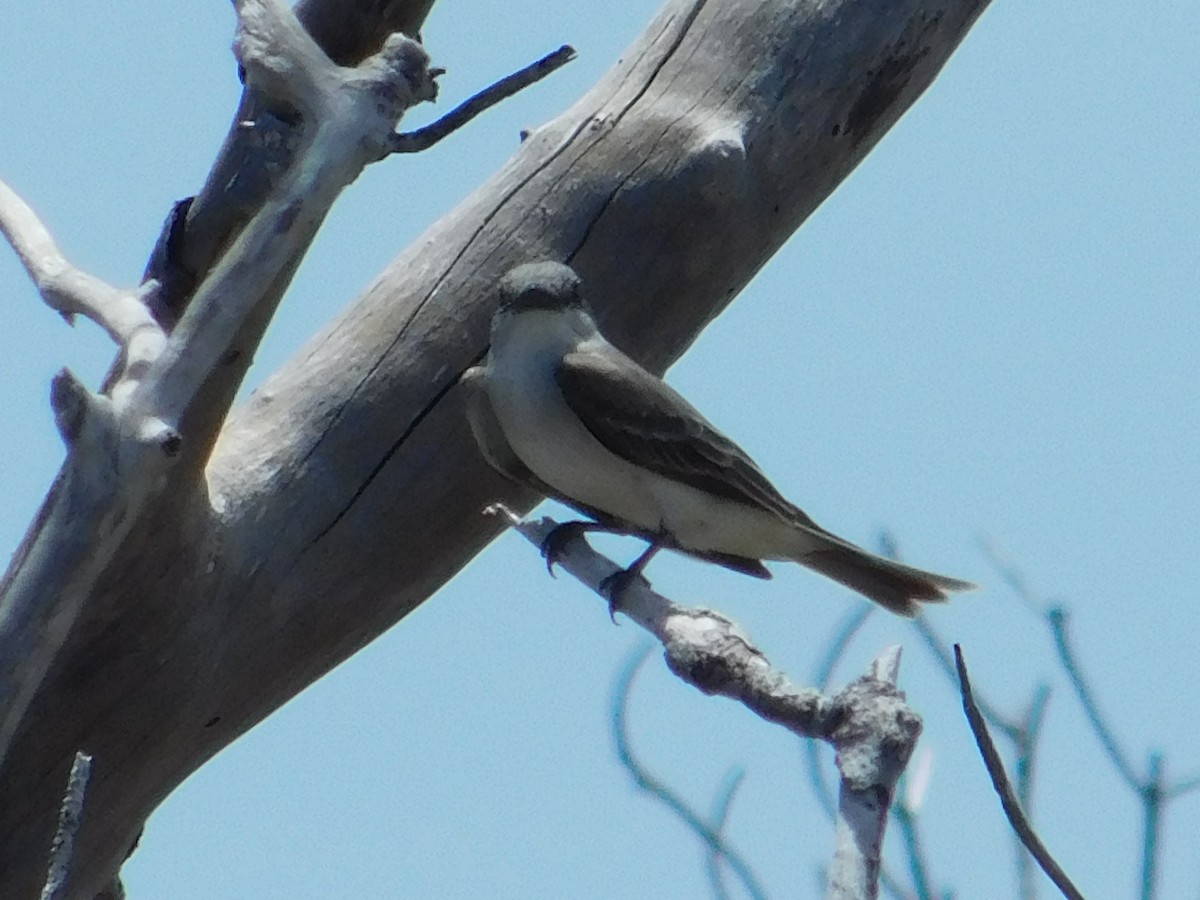 Gray Kingbird - ML591161951