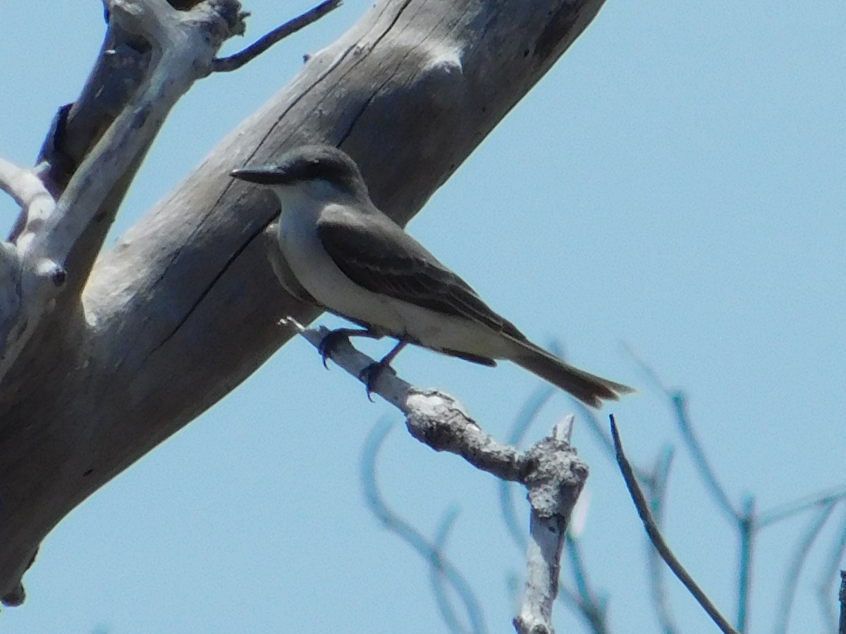 Gray Kingbird - ML591161961