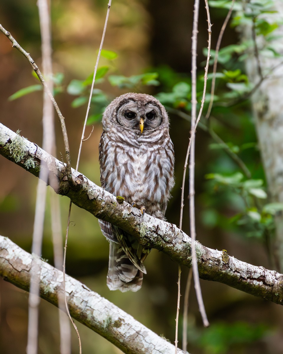 Barred Owl - ML591162261
