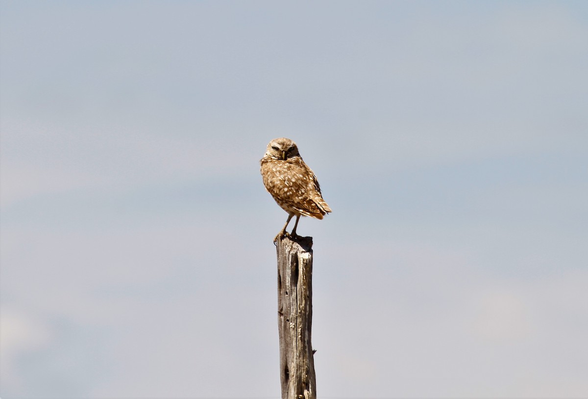 Burrowing Owl - ML591162411