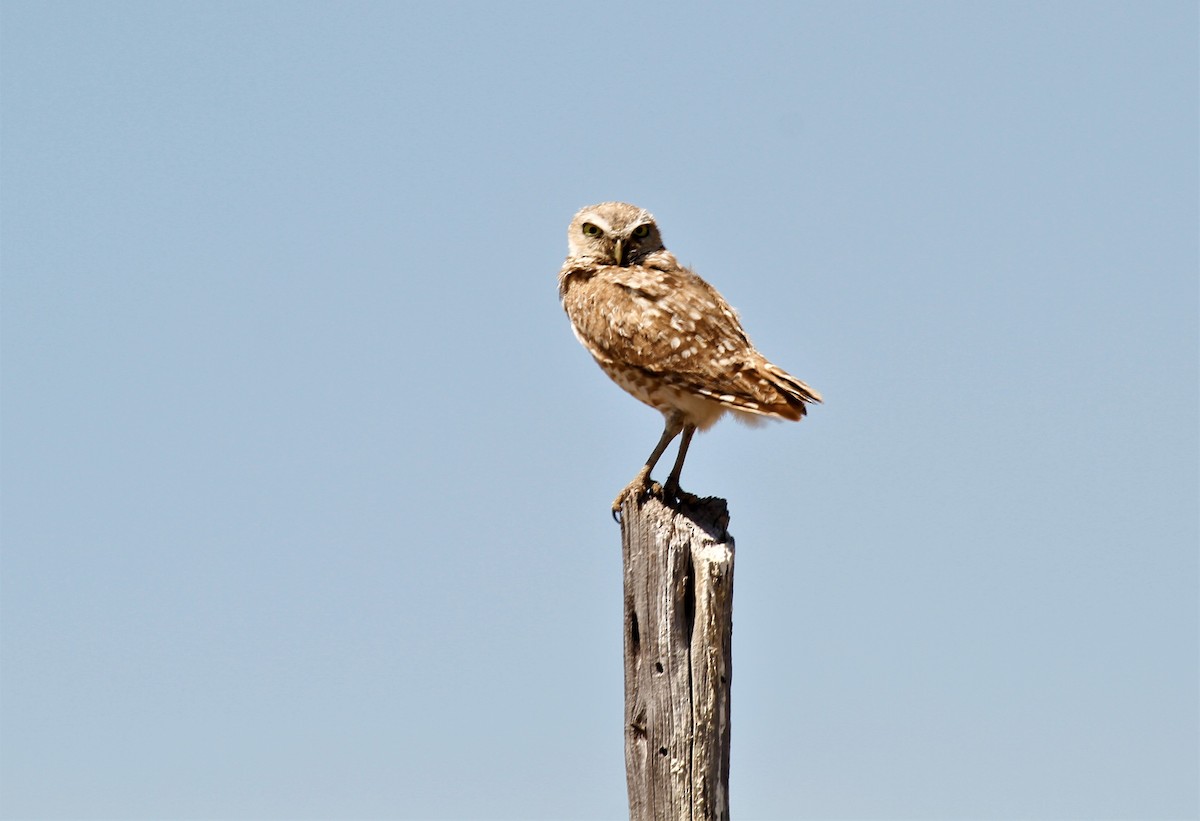 Burrowing Owl - ML591162451