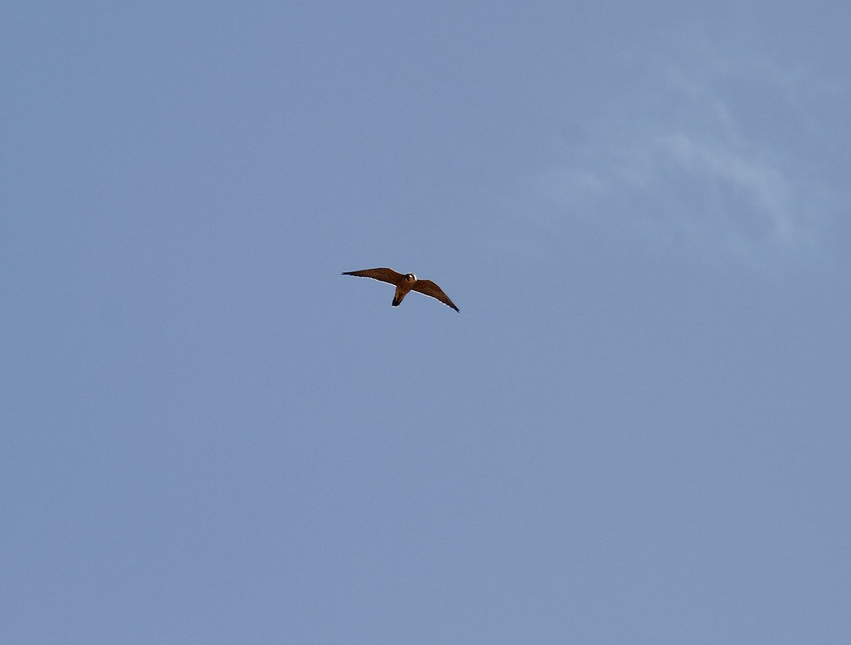 Peregrine Falcon - ML591162471