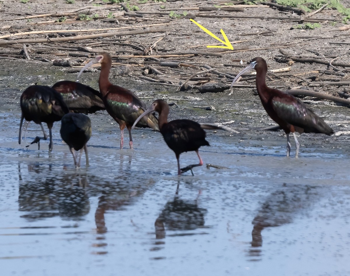 Glossy Ibis - ML591162531