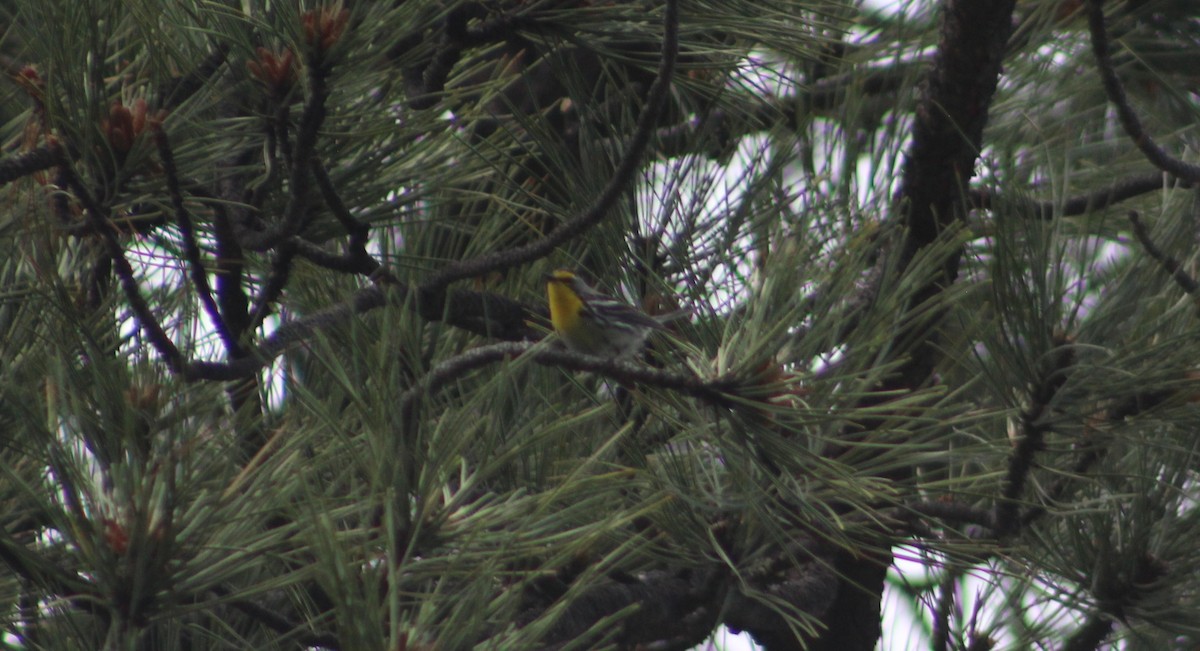 Grace's Warbler - Archer Silverman