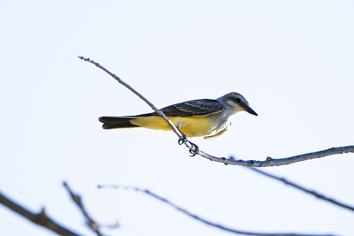 Western Kingbird - ML591164561