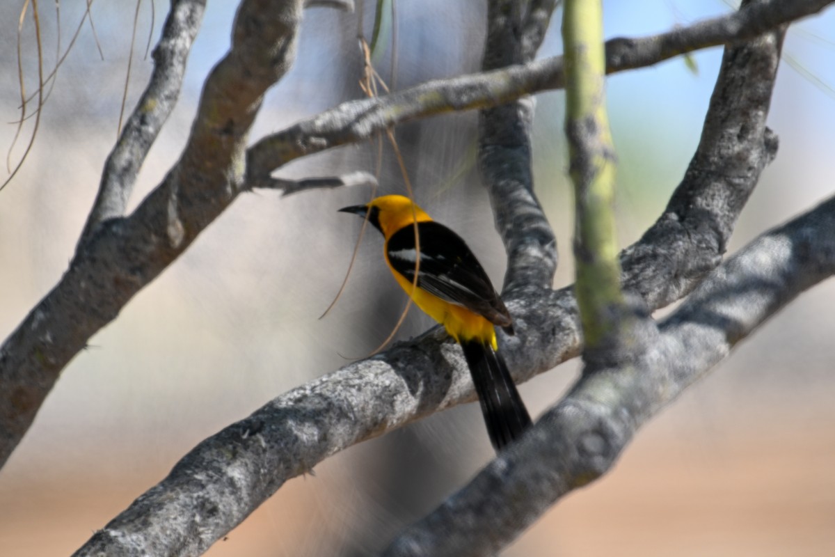 Hooded Oriole - Kenneth Franklin