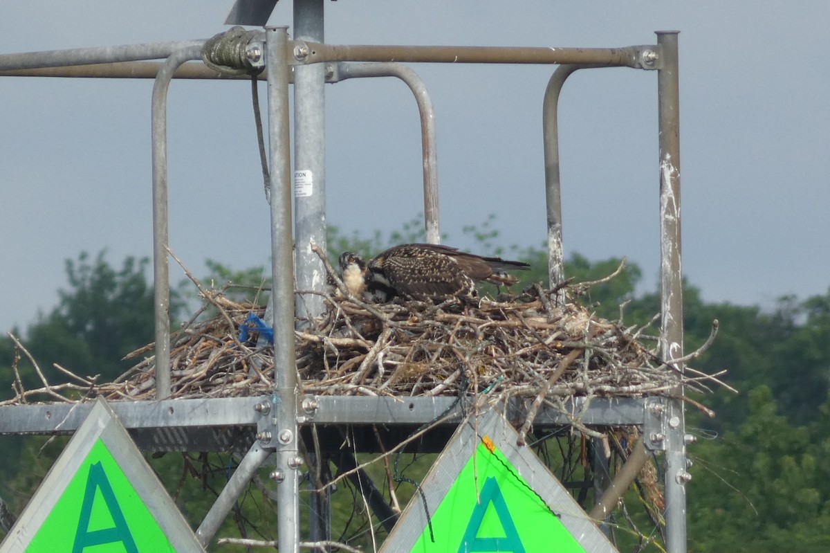 Osprey - Anonymous