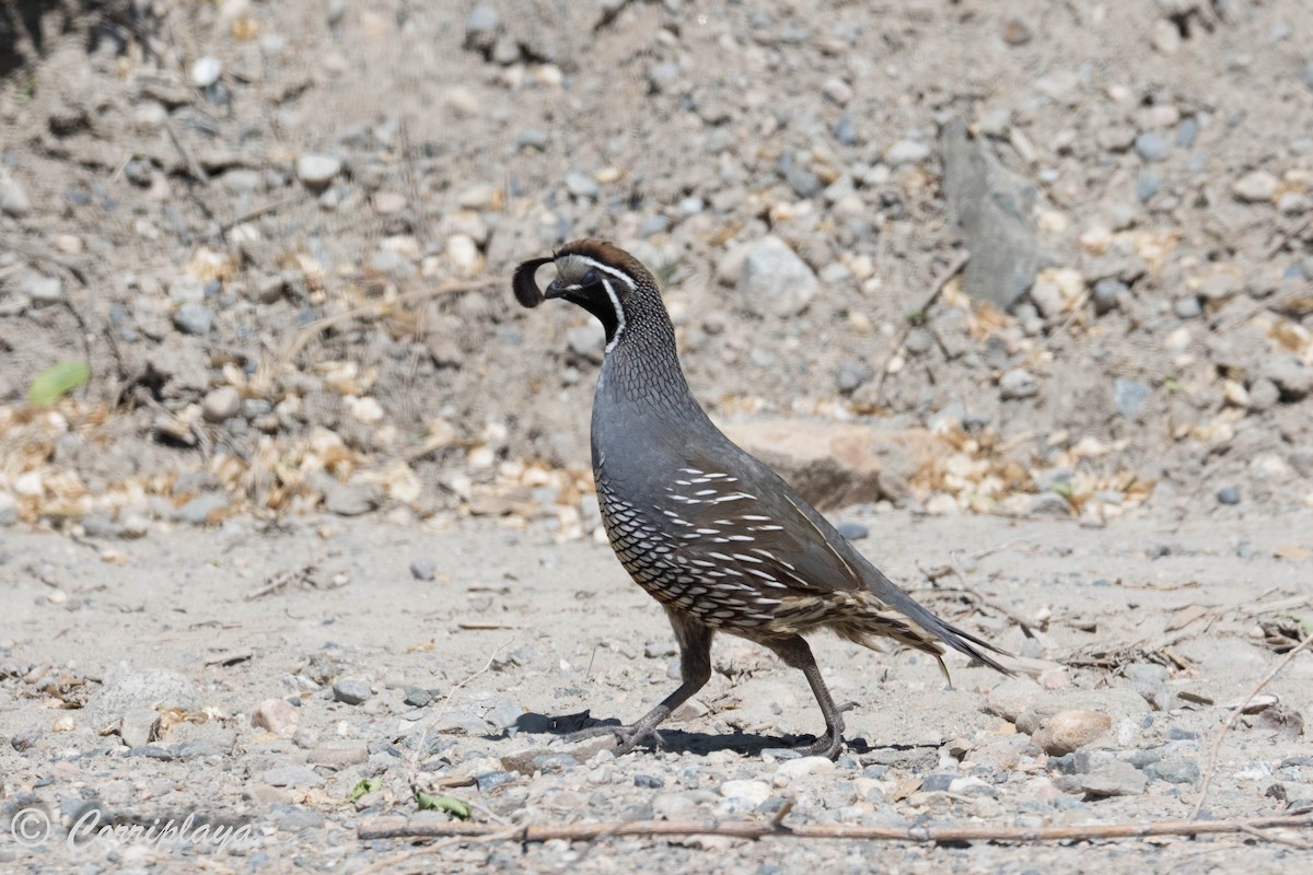 California Quail - Fernando del Valle