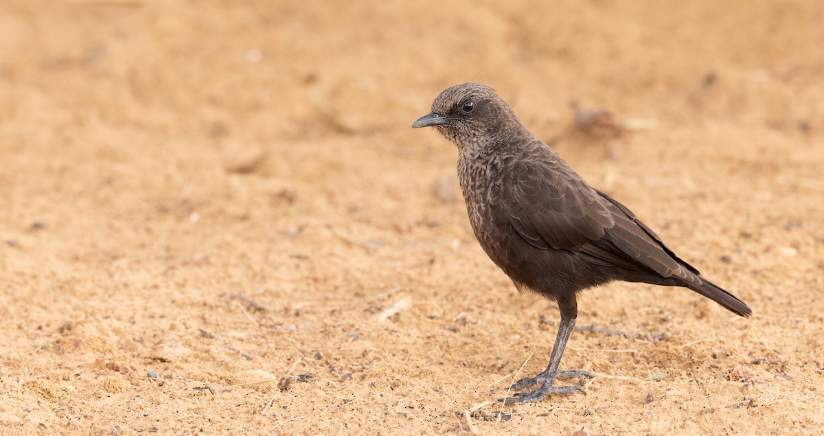 Northern Anteater-Chat - ML591166681