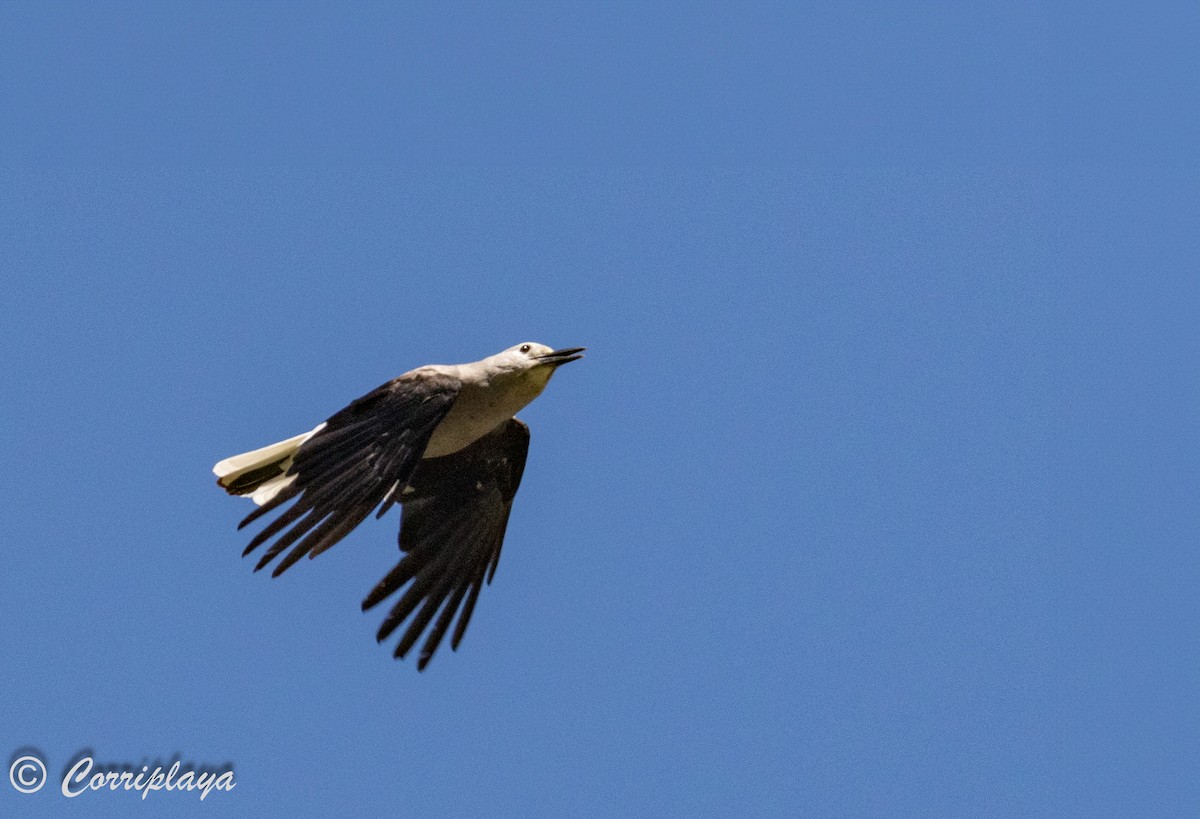 Clark's Nutcracker - ML591166721