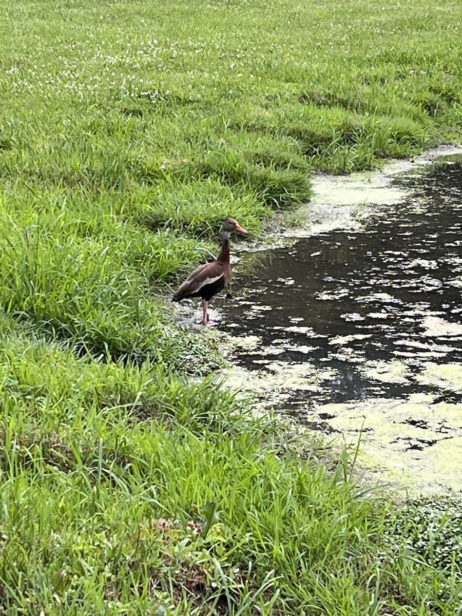 Black-bellied Whistling-Duck - ML591166791