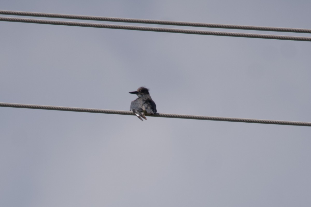 Belted Kingfisher - ML591167201