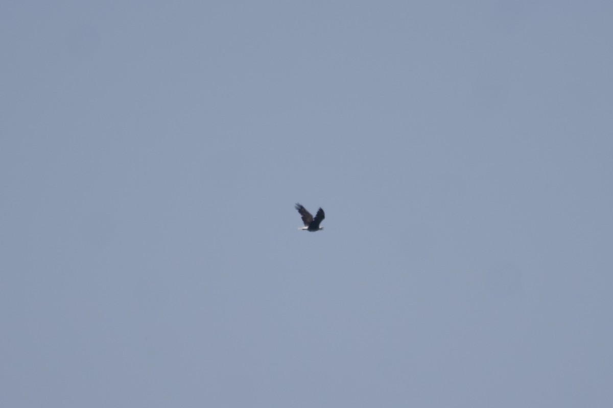 Bald Eagle - ML591167231