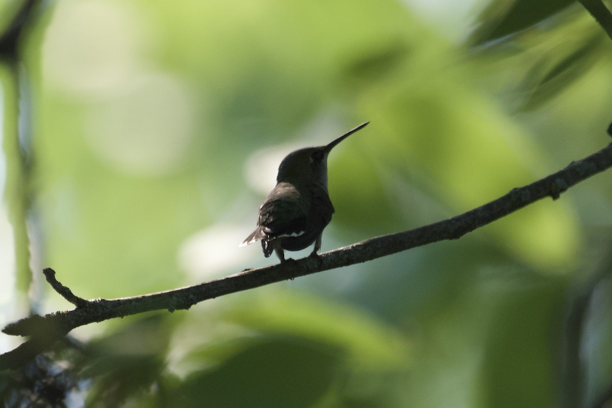 Ruby-throated Hummingbird - ML591167301