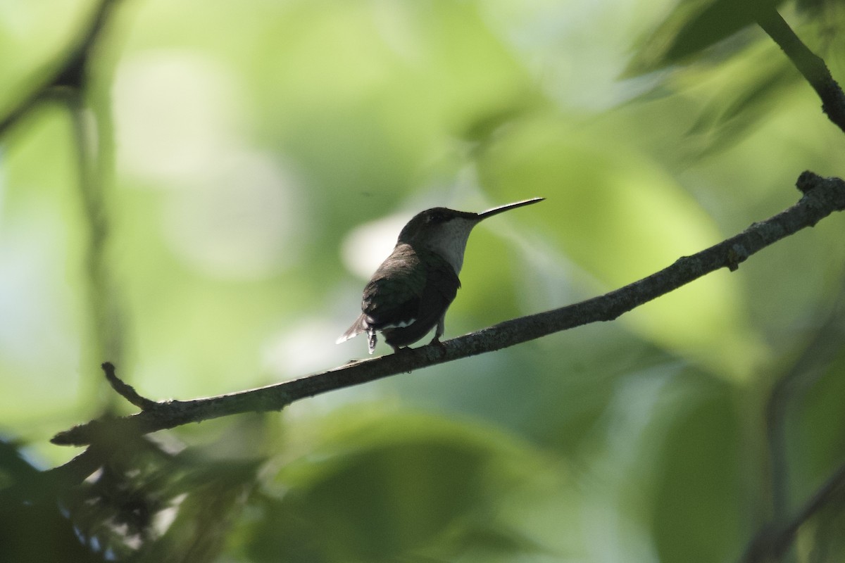 Colibri à gorge rubis - ML591167311