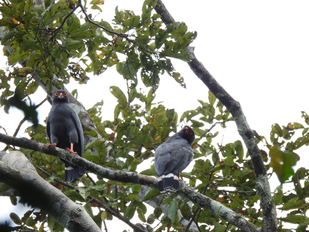 Schieferbussard - ML591168091