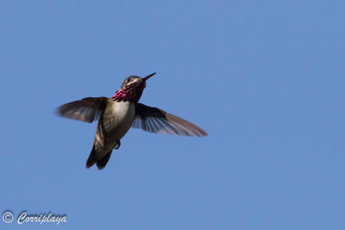 Colibrí Calíope - ML591168401