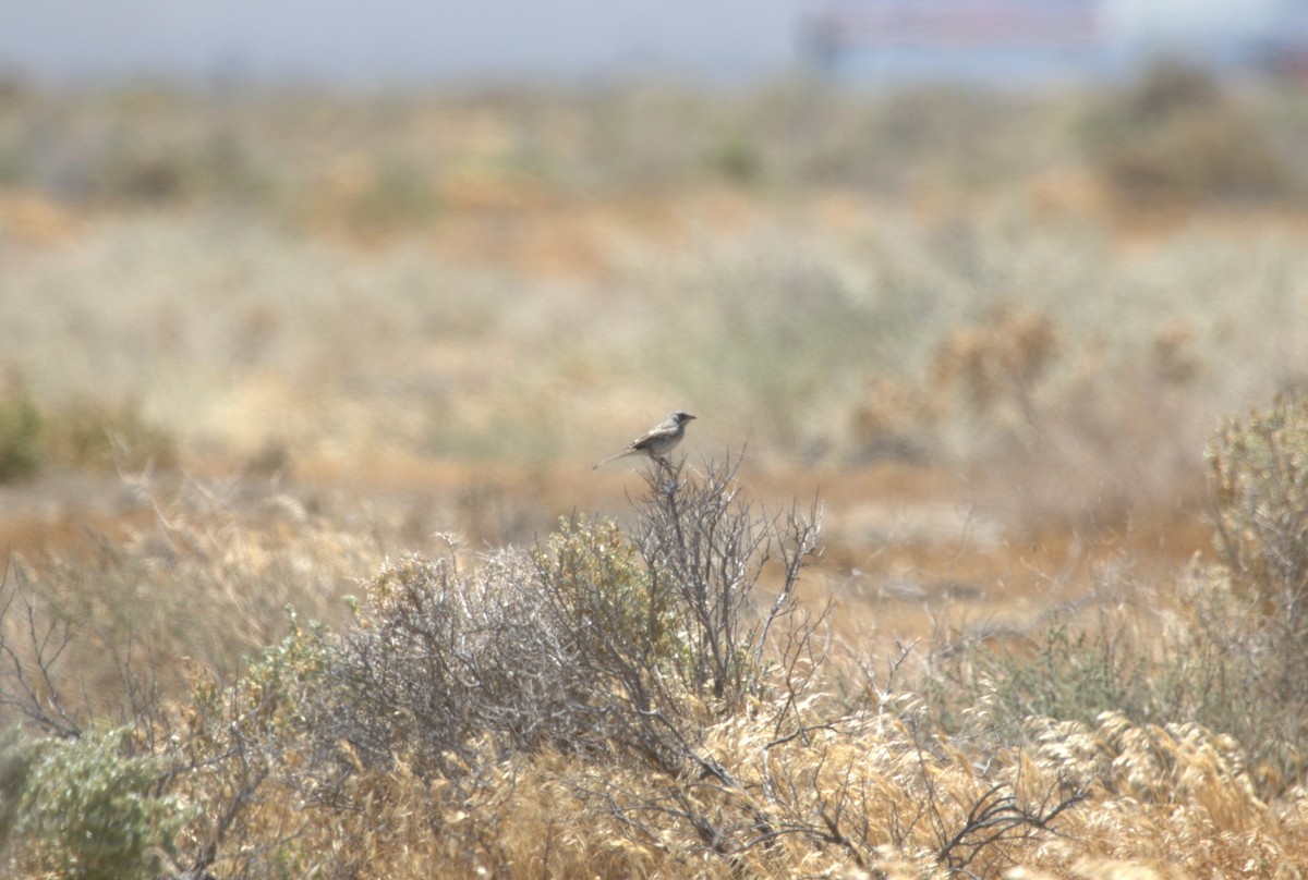 Bell's Sparrow - John de Koeyer