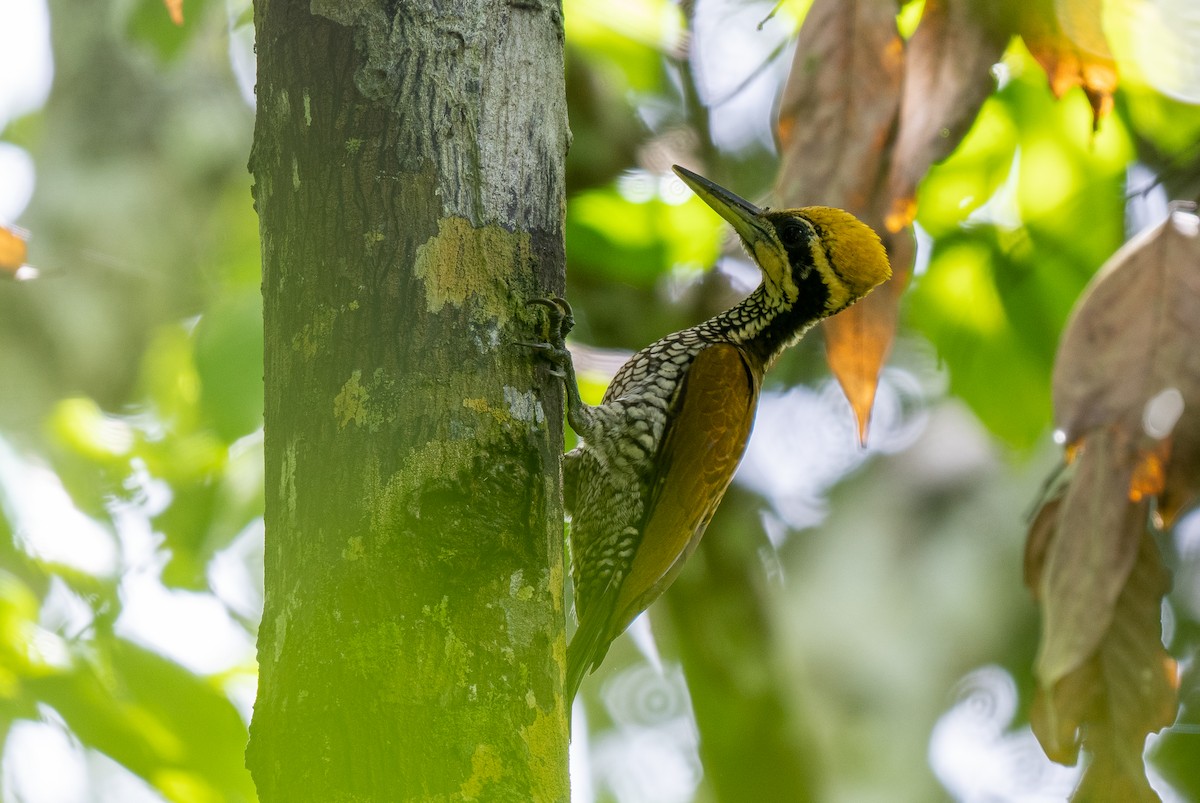 Javan Flameback - ML591171101