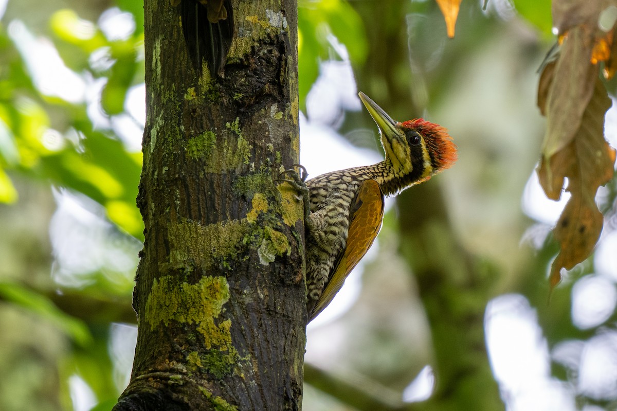 Javan Flameback - ML591171111