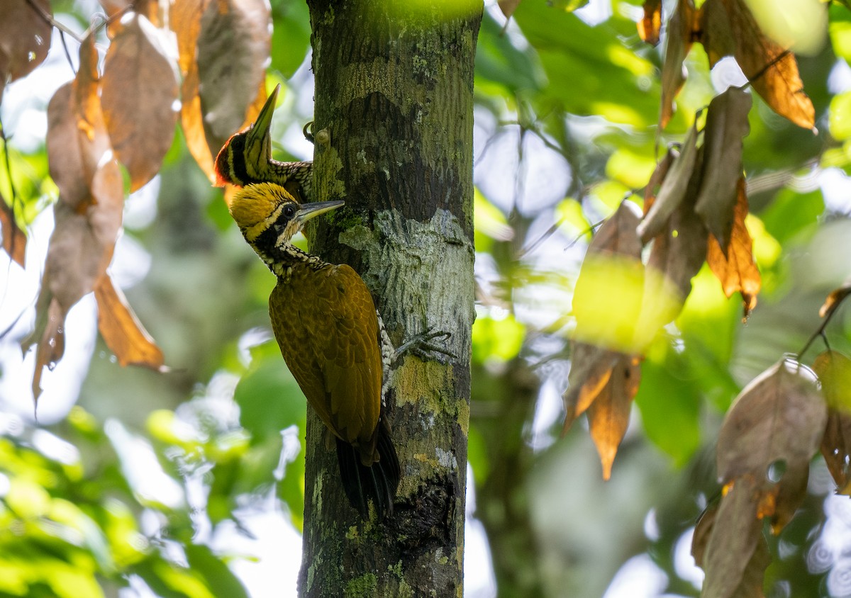 Javan Flameback - ML591171131