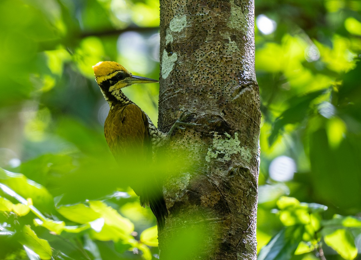 Javan Flameback - Forest Botial-Jarvis