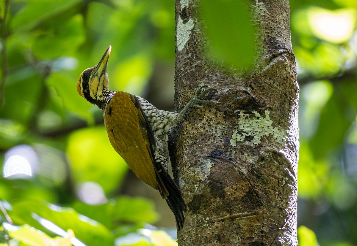 Javan Flameback - ML591171161