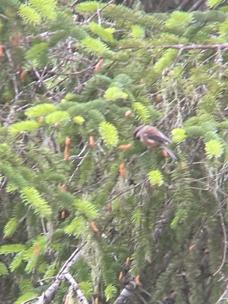 Chestnut-backed Chickadee - ML591172681