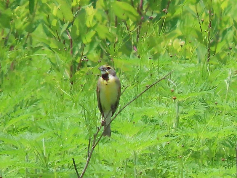 Dickcissel - Tracy The Birder