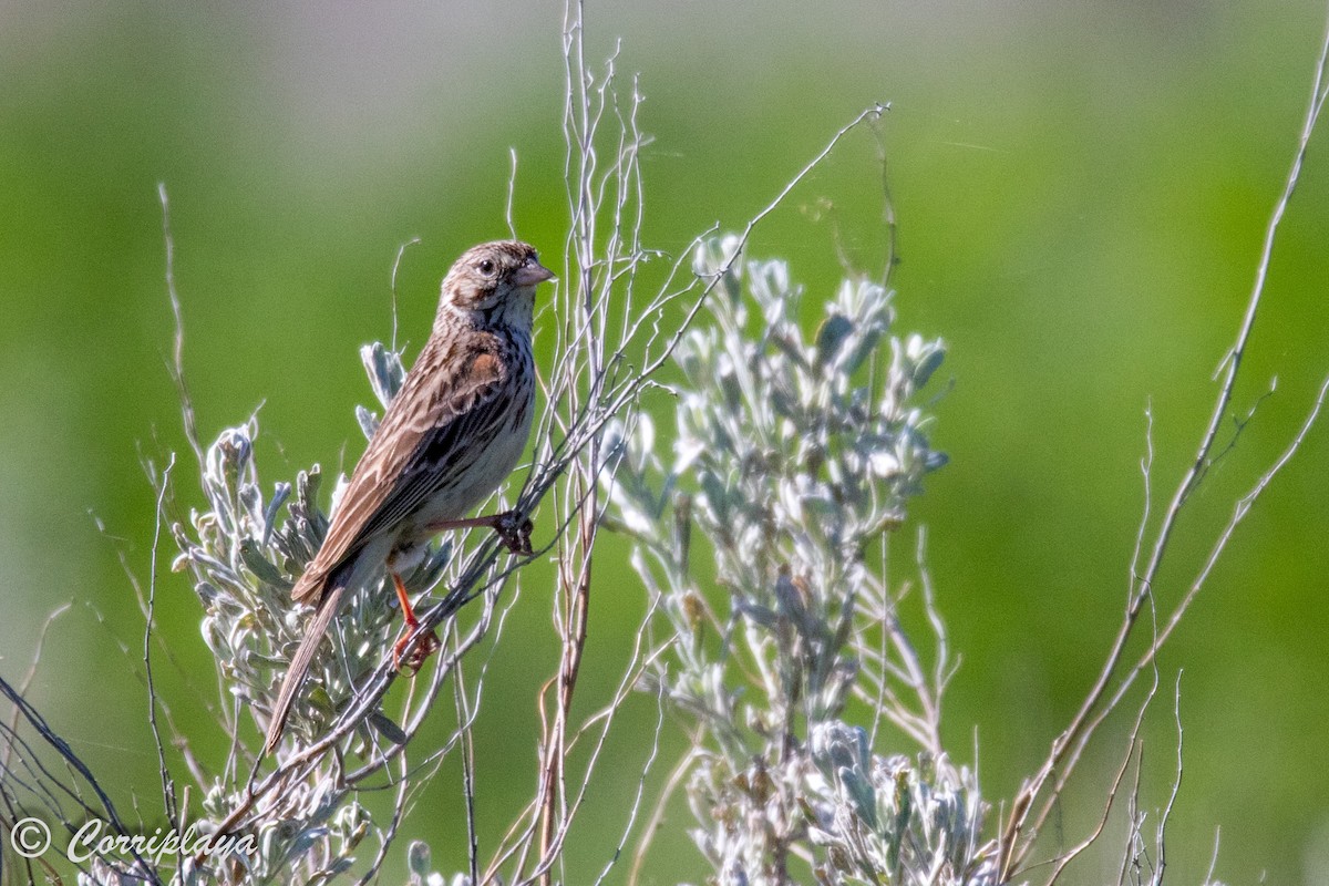 Vesper Sparrow - ML591173441