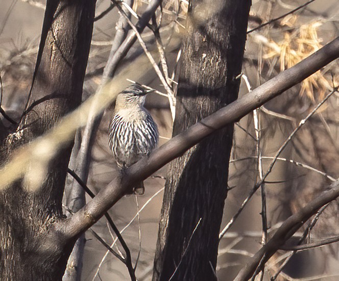 White-browed Treecreeper - ML591174881