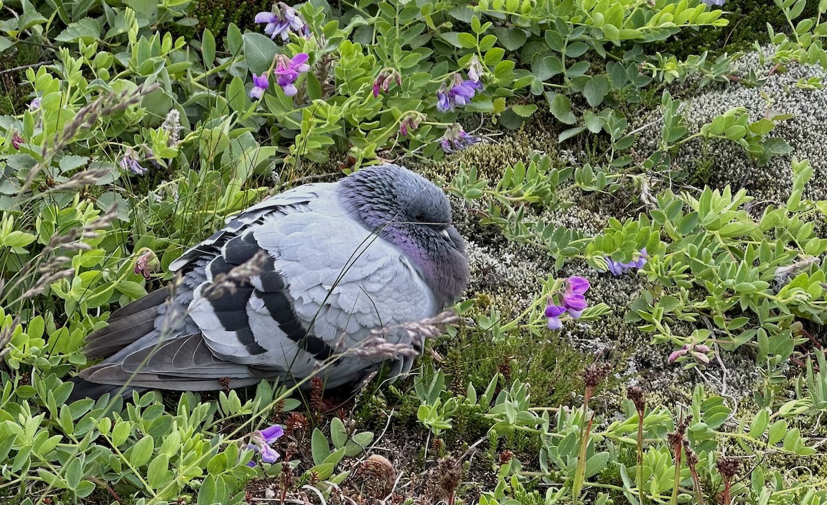 Rock Pigeon (Wild type) - ML591175251