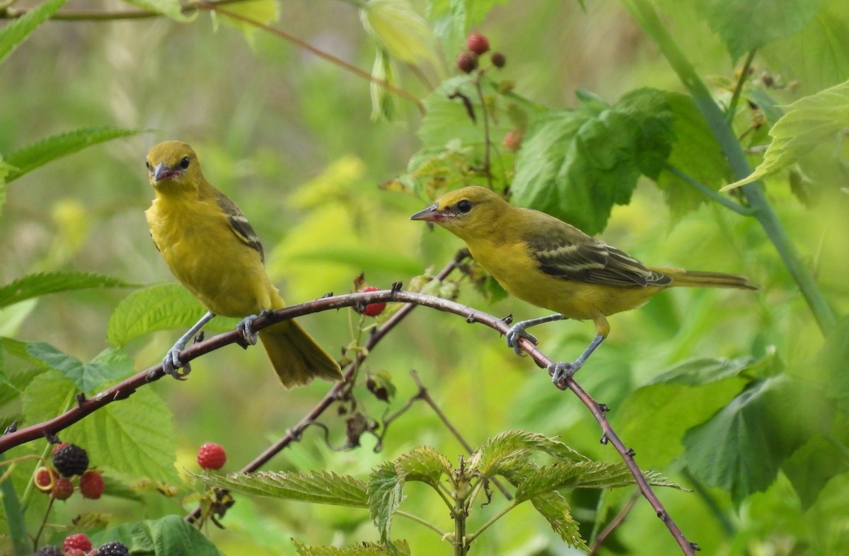Orchard Oriole - ML591175611
