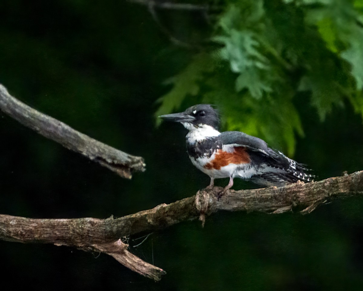 Belted Kingfisher - ML591175741