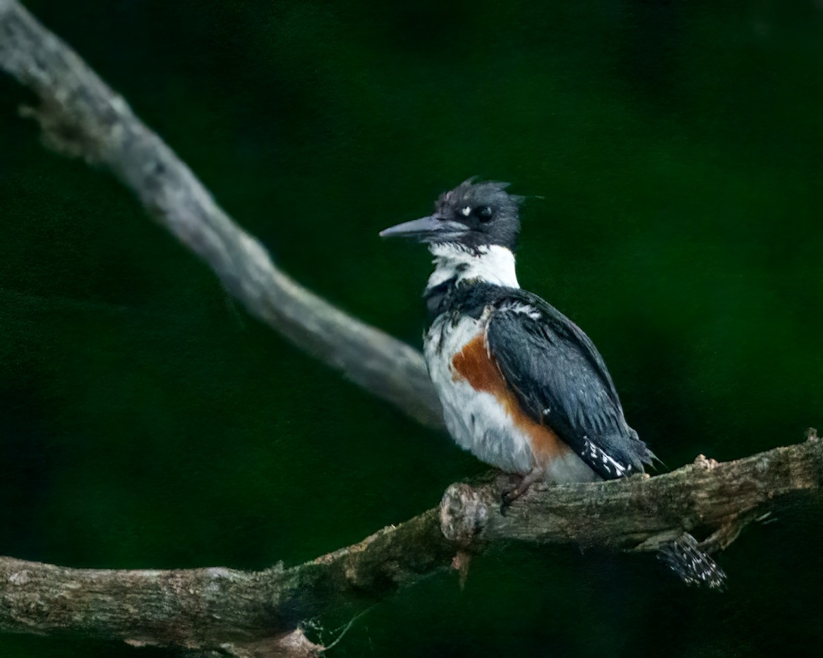 Belted Kingfisher - ML591175751
