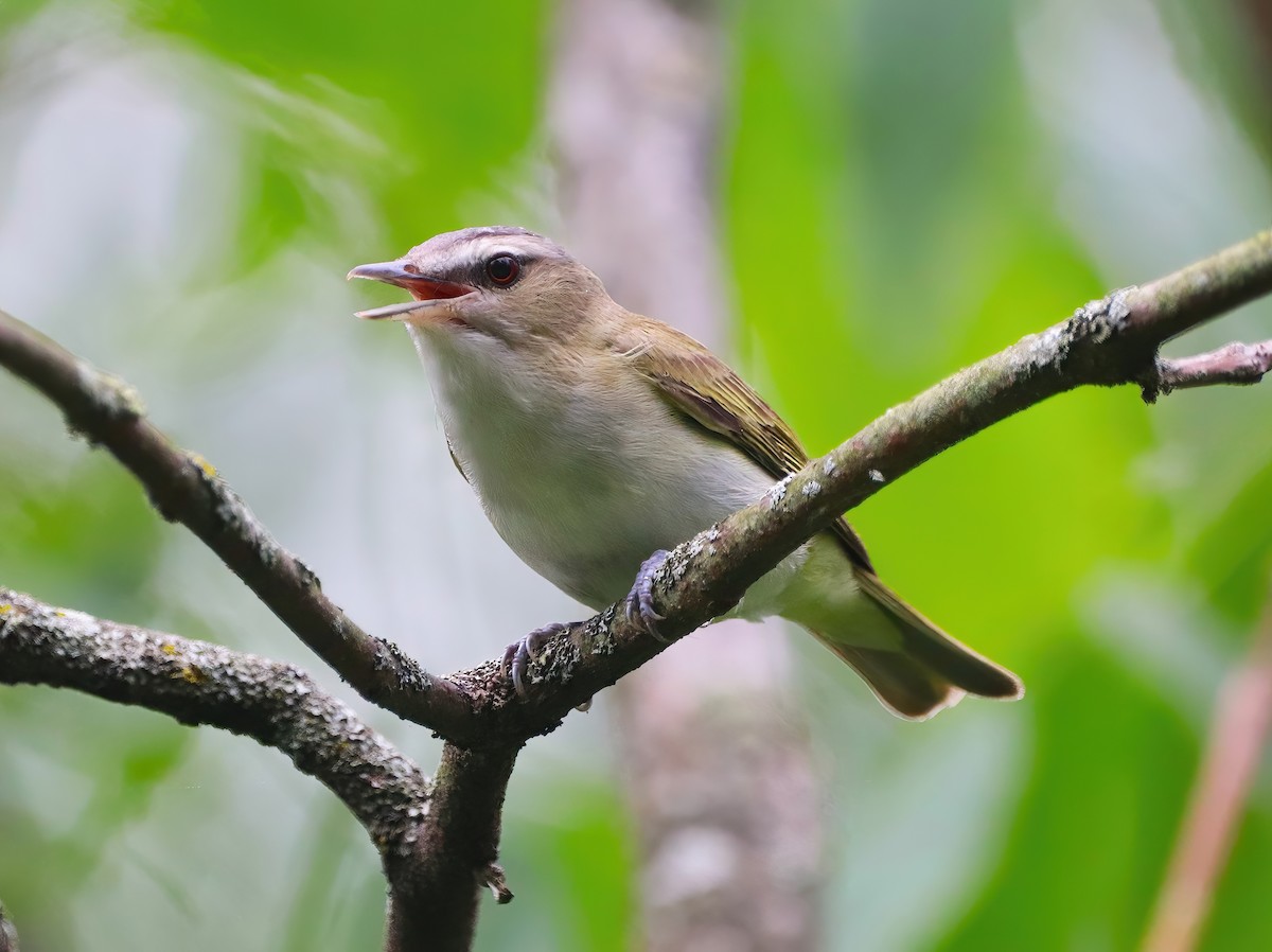 Red-eyed Vireo - Eric Patry