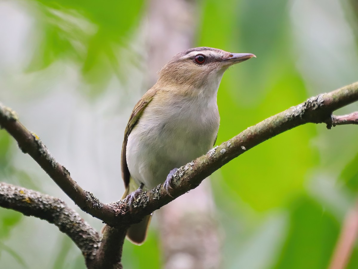 Red-eyed Vireo - Eric Patry