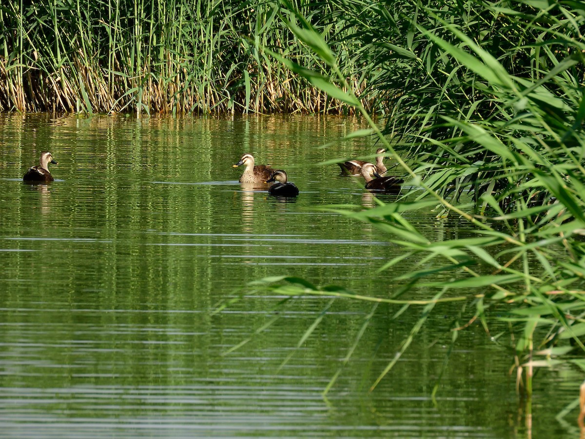 Eastern Spot-billed Duck - ML591175961