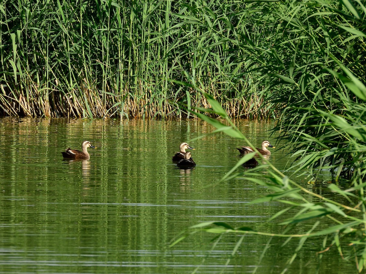 Eastern Spot-billed Duck - ML591175971