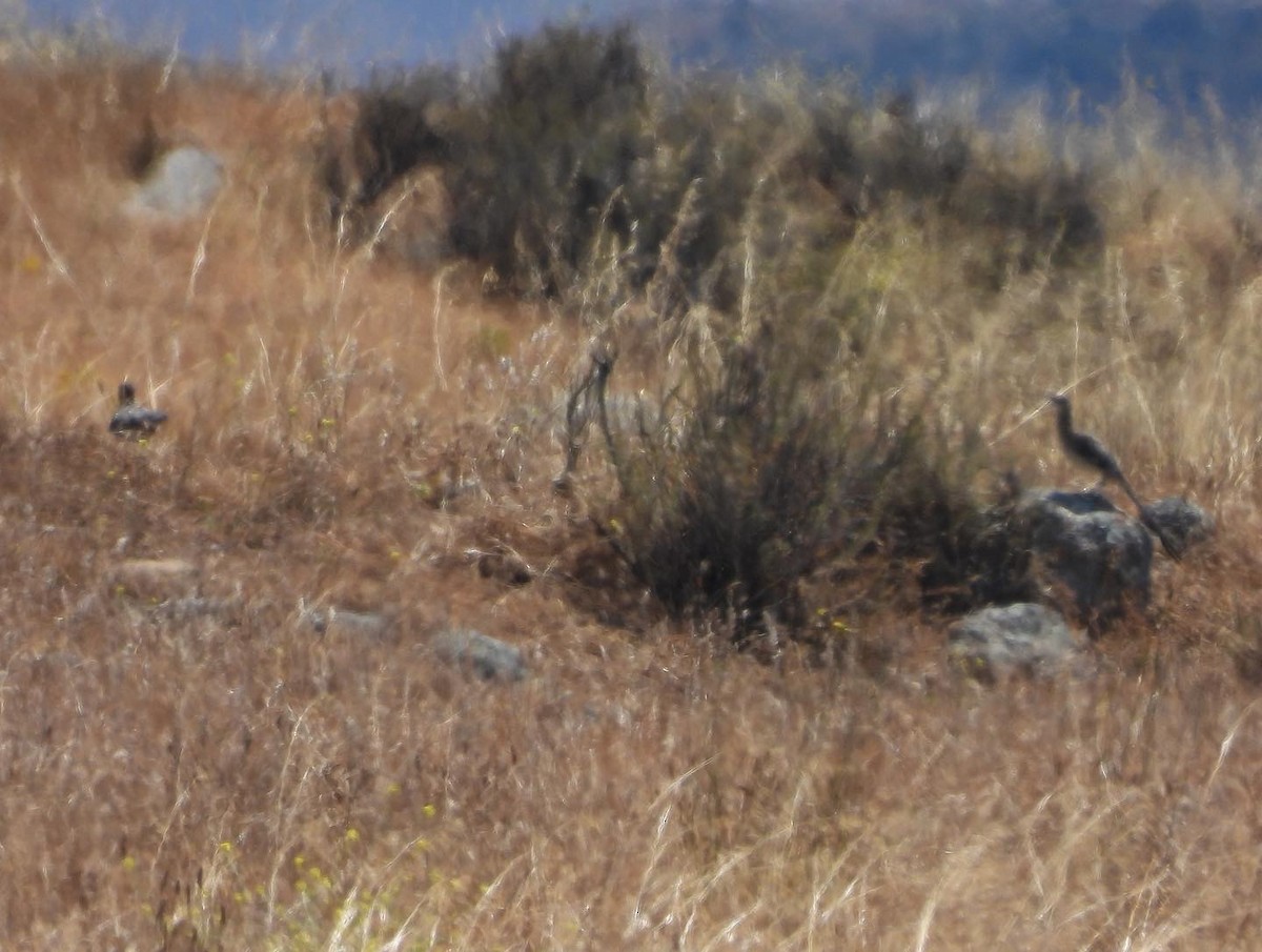 Greater Roadrunner - ML591177331