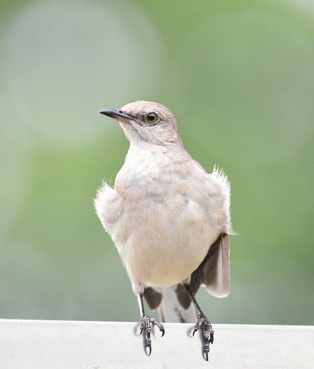 Northern Mockingbird - Gerco Hoogeweg