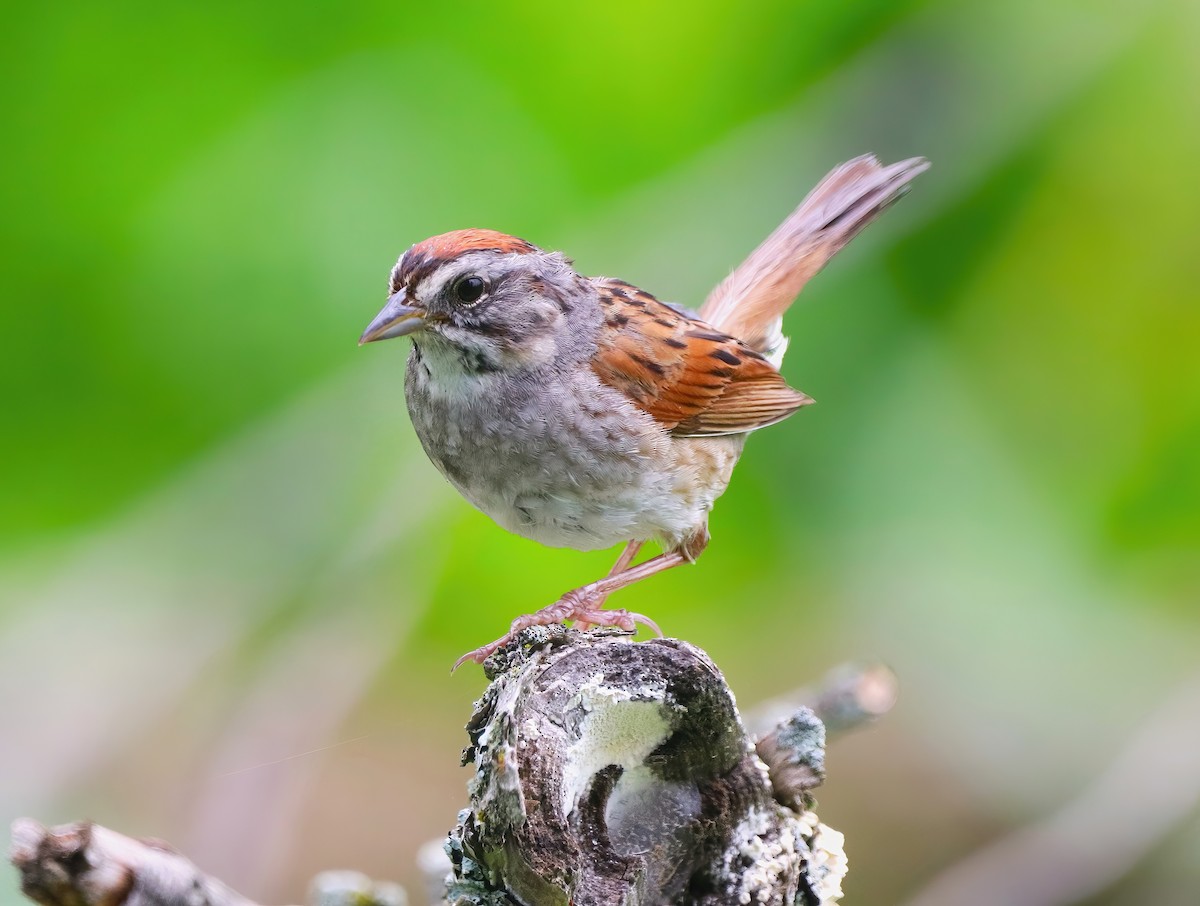 Swamp Sparrow - ML591178301