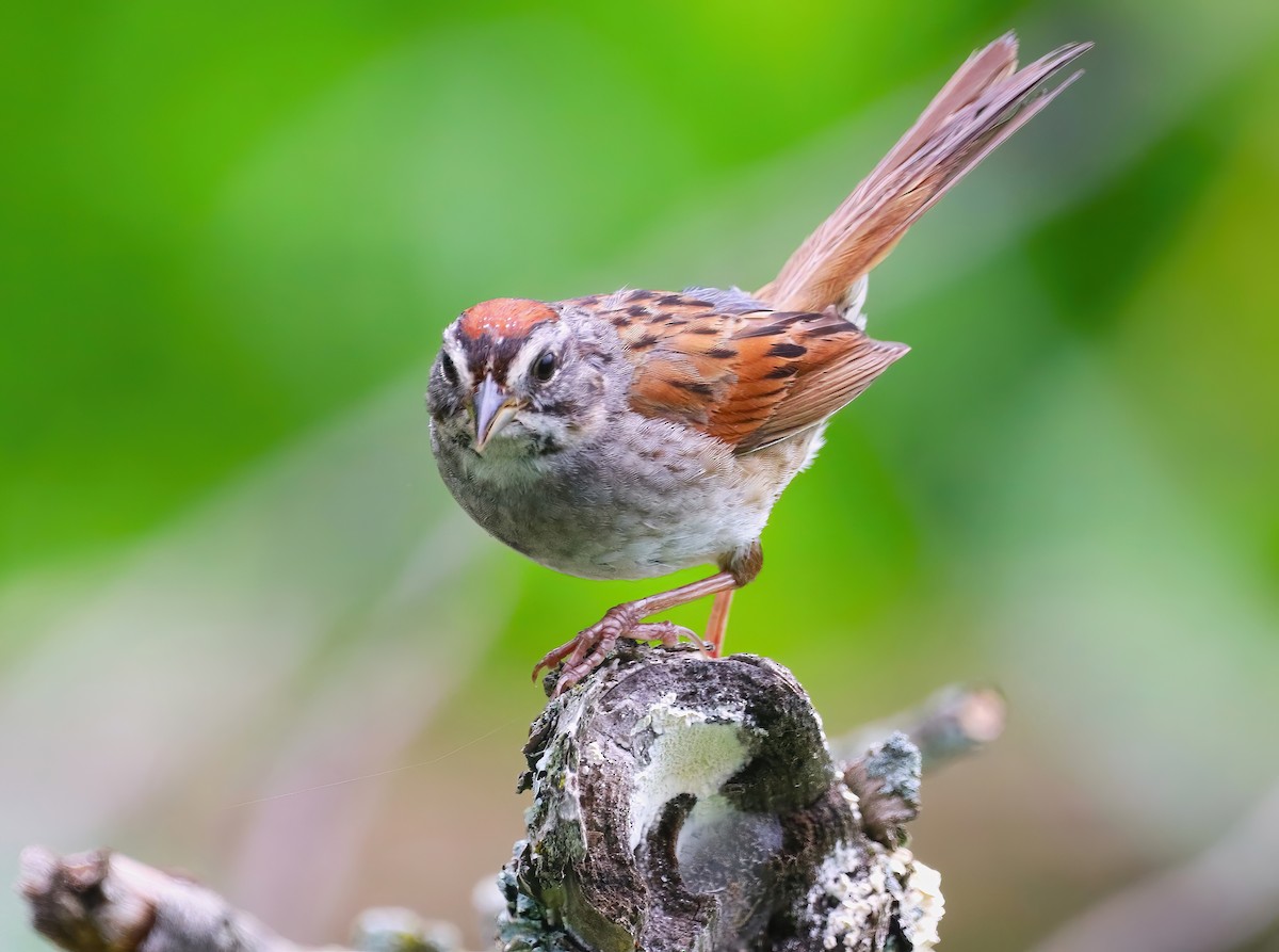 Swamp Sparrow - ML591178311