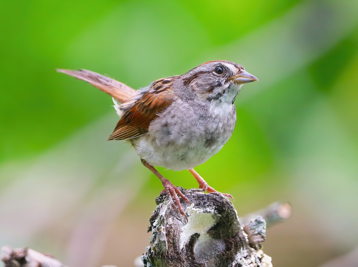Swamp Sparrow - ML591178321