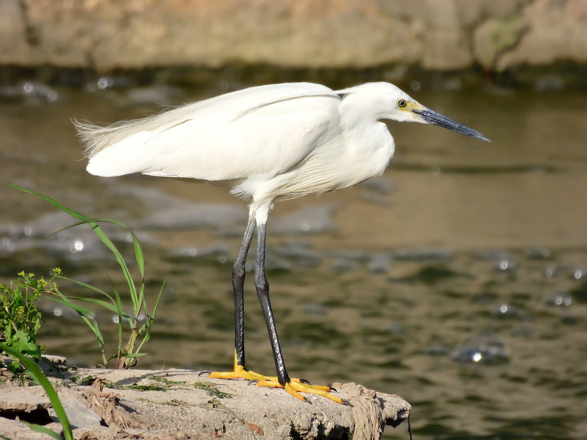 Little Egret - Yawei Zhang