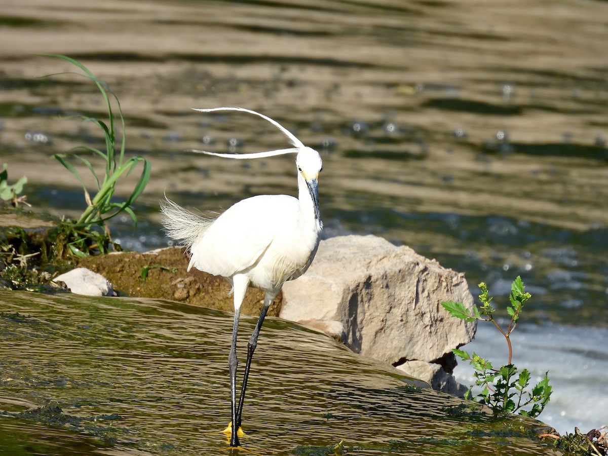 Little Egret - Yawei Zhang