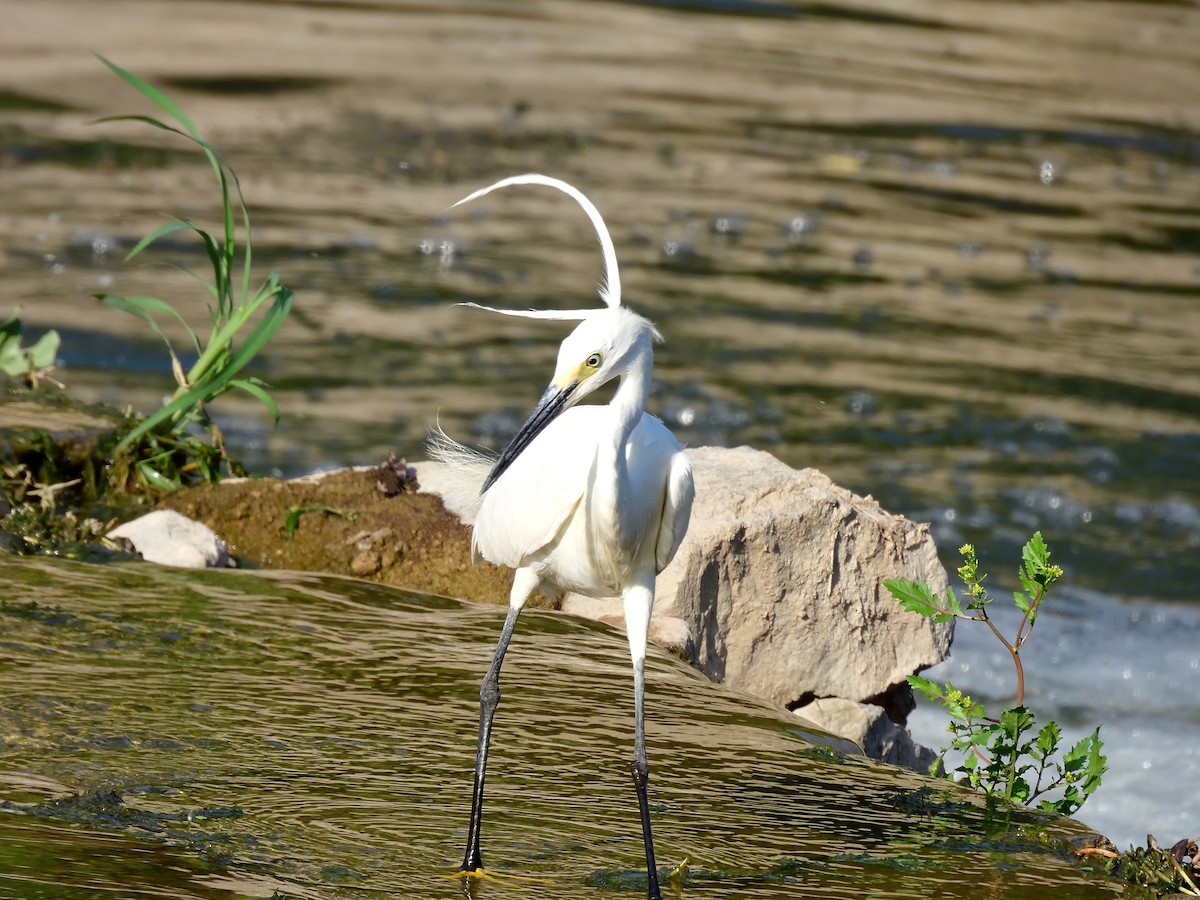 Little Egret - Yawei Zhang